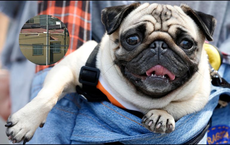 Entre las opciones más populares se encuentran los perros de raza pug, conocidos por su temperamento tranquilo y su preferencia por la vida en interiores. ESPECIAL / AP y EL INFORMADOR