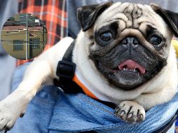 Entre las opciones más populares se encuentran los perros de raza pug, conocidos por su temperamento tranquilo y su preferencia por la vida en interiores. ESPECIAL / AP y EL INFORMADOR