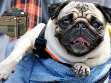 Entre las opciones más populares se encuentran los perros de raza pug, conocidos por su temperamento tranquilo y su preferencia por la vida en interiores. ESPECIAL / AP y EL INFORMADOR