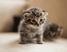 Durante las primeras semanas, los cambios en el cuerpo del gatito son rápidos y evidentes. Unsplash