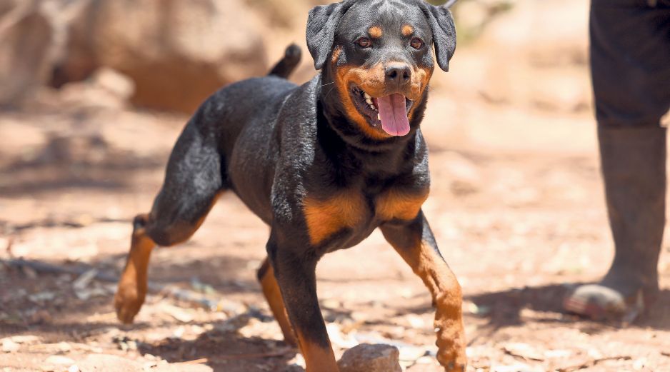 Criadero La Puerta: Rottweiler. GENTE BIEN JALISCO / Revista del 23 de enero 2026