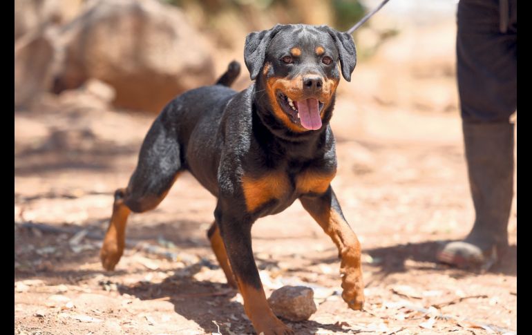 Criadero La Puerta: Rottweiler. GENTE BIEN JALISCO / Revista del 23 de enero 2026