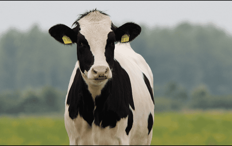 El hallazgo muestra también nuestro sesgo cognitivo, puesto que convivimos con ganado bovino desde hace unos 10 mil años. ESPECIAL