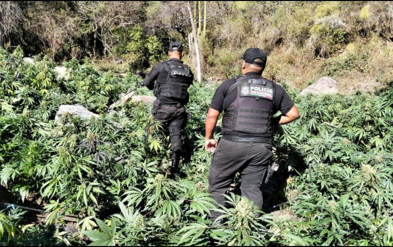 En diciembre pasado, autoridades localizaron cerca de 80 kilos de marihuana sobre la carretera Guadalajara - Tepic, en el municipio de Hostotipaquillo. ESPECIAL/Policía del Estado