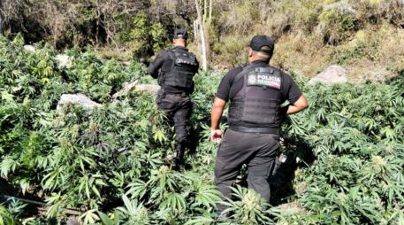 En diciembre pasado, autoridades localizaron cerca de 80 kilos de marihuana sobre la carretera Guadalajara - Tepic, en el municipio de Hostotipaquillo. ESPECIAL/Policía del Estado