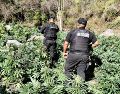 En diciembre pasado, autoridades localizaron cerca de 80 kilos de marihuana sobre la carretera Guadalajara - Tepic, en el municipio de Hostotipaquillo. ESPECIAL/Policía del Estado