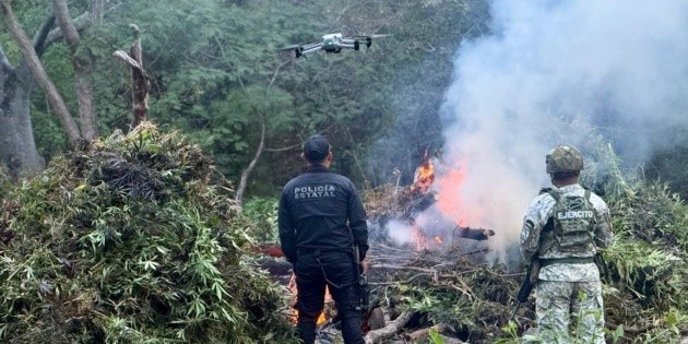 Seguridad en Jalisco: Polic&iacute;a del Estado y Ej&eacute;rcito destruyen plant&iacute;os de marihuana en Tequila