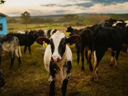 Por especies, los bovinos sumaron más de diez mil 106 casos acumulados, pero el GBG ya alcanzó a otras especies como perros, gatos, aves e incluso humanos; los casos por miasis ascienden a 105. Unsplash