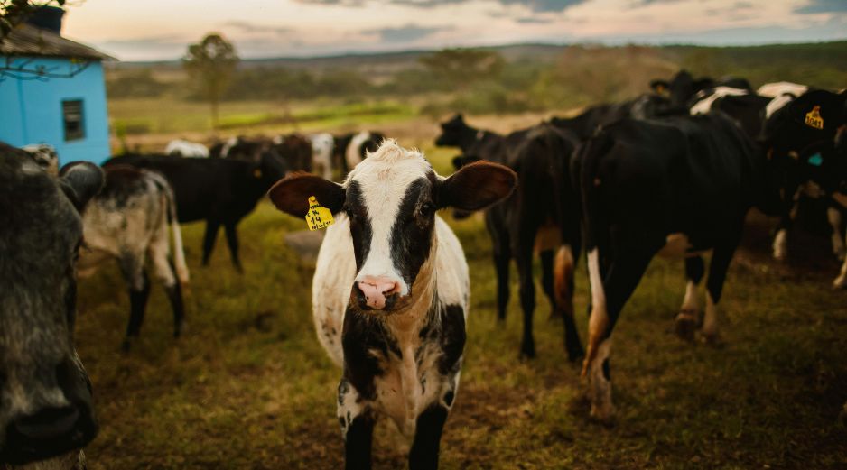 Por especies, los bovinos sumaron más de 10.106 casos acumulados, pero el GBG ya alcanzó a otras especies como perros, gatos, aves e incluso humanos, que ascienden a 105 casos por miasis. Unsplash