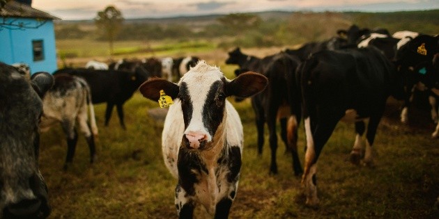 M&eacute;xico suma m&aacute;s de 14 mil casos de gusano barrenador del ganado