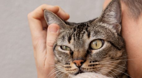 Hacen un llamado a las y los tutores de las mascotas a acudir al veterinario en caso de notar cualquier síntoma que pueda estar relacionado a la panleucopenia felina. FREEPIK