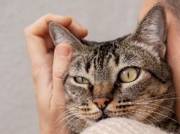 Hacen un llamado a las y los tutores de las mascotas a acudir al veterinario en caso de notar cualquier síntoma que pueda estar relacionado a la panleucopenia felina. FREEPIK