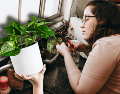 Aquí te traemos cinco plantas de poco mantenimiento que pueden ir al interior de casa. ESPECIAL/Unplash/Canva