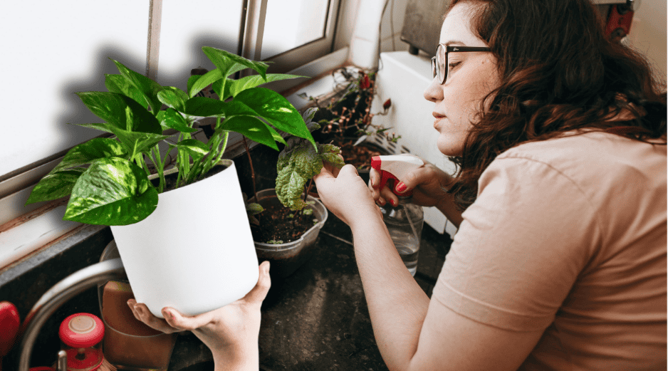 Aquí te traemos cinco plantas de poco mantenimiento que pueden ir al interior de casa. ESPECIAL/Unplash/Canva