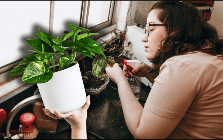 Aquí te traemos cinco plantas de poco mantenimiento que pueden ir al interior de casa. ESPECIAL/Unplash/Canva