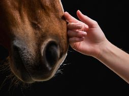 Comprender mejor estos mecanismos es un elemento importante del bienestar equino, de la seguridad y de la eficacia de los entrenamientos. ESPECIAL / CANVA