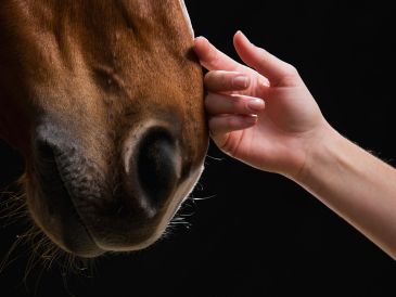 Comprender mejor estos mecanismos es un elemento importante del bienestar equino, de la seguridad y de la eficacia de los entrenamientos. ESPECIAL / CANVA