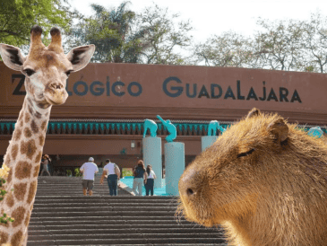 Los paquetes ofrecen una experiencia completa que combina diversión, aprendizaje y aventura. ESPECIAL/ EL INFORMADOR/ ARCHIVO/ Unsplash