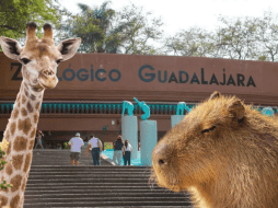 Los paquetes ofrecen una experiencia completa que combina diversión, aprendizaje y aventura. ESPECIAL/ EL INFORMADOR/ ARCHIVO/ Unsplash