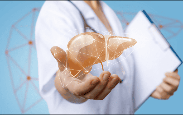 La ciencia indica que el hígado puede mostrar mejoras en un mes si el daño es leve y se adoptan cambios adecuados, pero no siempre es correcto hablar de una curación total en ese periodo. CANVA