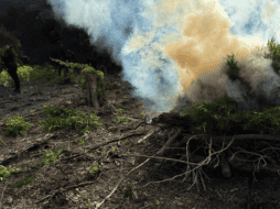 Agentes estatales y federales localizaron otros tres terrenos de sembradíos de la droga. ESPECIAL/Policía del Estado