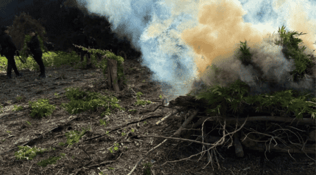 Agentes estatales y federales localizaron otros tres terrenos de sembradíos de la droga. ESPECIAL/Policía del Estado