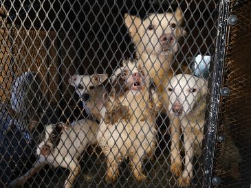 Los animales rescatados fueron trasladados a las instalaciones de Protección Animal Guadalajara, donde reciben atenciones veterinarias. ESPECIAL / Fiscalía de Jalisco