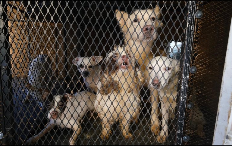 Los animales rescatados fueron trasladados a las instalaciones de Protección Animal Guadalajara, donde reciben atenciones veterinarias. ESPECIAL / Fiscalía de Jalisco