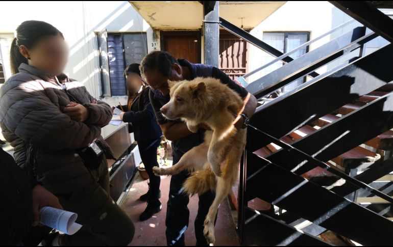 Los perros rescatados fueron trasladados a las instalaciones de Protección Animal Guadalajara. ESPECIAL / Fiscalía de Jalisco