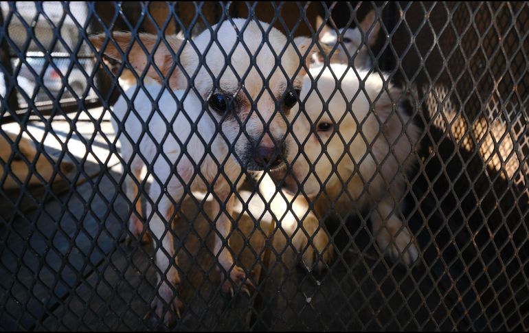 Los perros rescatados fueron trasladados a las instalaciones de Protección Animal Guadalajara. ESPECIAL / Fiscalía de Jalisco