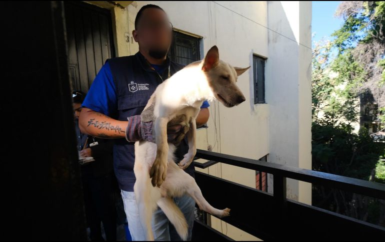 Los perros rescatados fueron trasladados a las instalaciones de Protección Animal Guadalajara. ESPECIAL / Fiscalía de Jalisco