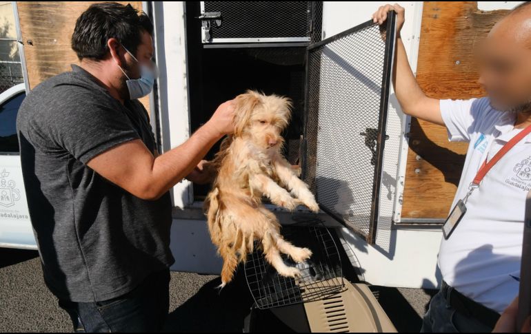 Los perros rescatados fueron trasladados a las instalaciones de Protección Animal Guadalajara. ESPECIAL / Fiscalía de Jalisco