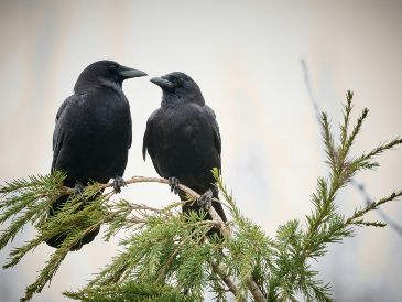 Lejos de ser simples observadores, los cuervos poseen una inteligencia extraordinaria. UNSPLASH