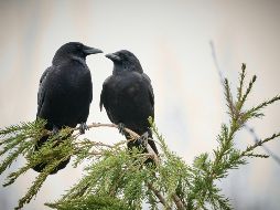 Lejos de ser simples observadores, los cuervos poseen una inteligencia extraordinaria. UNSPLASH