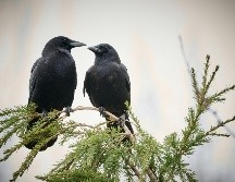 Lejos de ser simples observadores, los cuervos poseen una inteligencia extraordinaria. UNSPLASH