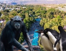 El Zoológico Guadalajara está situado en la Barranca de Huentitán, ocupa 50 hectáreas que se han desarrollado respetando la forma natural del terreno, su flora y sus árboles, y alberga una gran diversidad de animales. ESPECIAL / EL INFORMADOR