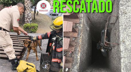 Protección Civil y Bomberos de Guadalajara reafirmó su compromiso de mantener la seguridad de todos los seres vivos en el municipio. ESPECIAL / FACEBOOK Protección Civil y Bomberos Guadalajara