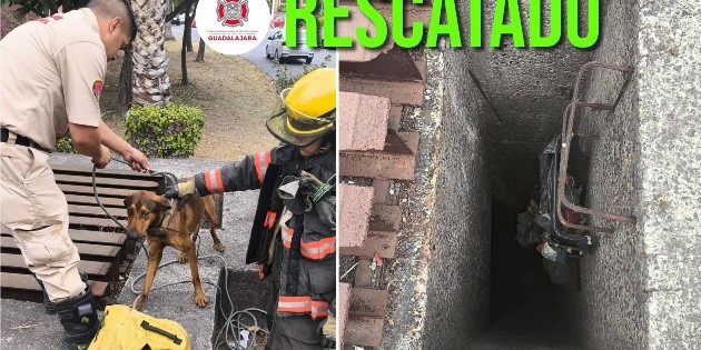 Bomberos de Guadalajara rescatan a perro atrapado en alcantarilla | El ...