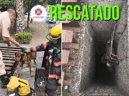Protección Civil y Bomberos de Guadalajara reafirmó su compromiso de mantener la seguridad de todos los seres vivos en el municipio. ESPECIAL / FACEBOOK Protección Civil y Bomberos Guadalajara