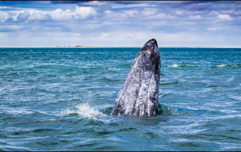 Abrazada por el Mar de Cortés, La Paz se ha ido reinventando en los últimos años, enriqueciendo su baraja turística y mostrando nuevas opciones para el viajero que se aventura a descubrir su malecón. CORTESÍA