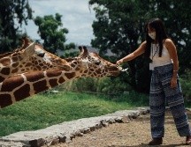 El Zoológico Guadalajara ha sido reconocido por la atención Integral que brinda a sus especies, gracias a su hospital veterinario. EL INFORMADOR / ARCHIVO