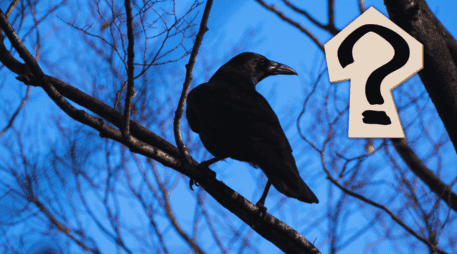 Lejos de ser simples observadores, los cuervos poseen una inteligencia extraordinaria. ESPECIAL / CANVA
