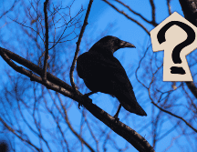 Lejos de ser simples observadores, los cuervos poseen una inteligencia extraordinaria. ESPECIAL / CANVA