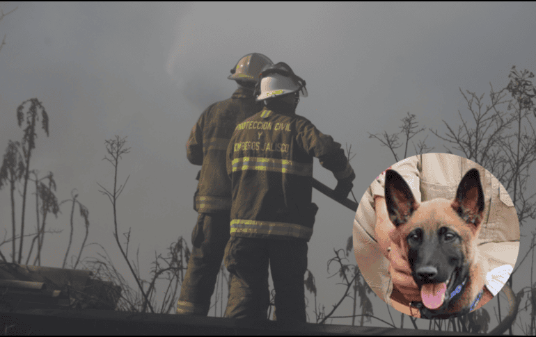 Con el entrenamiento adecuado, el olfato canino no solo localiza personas, también identifica sustancias peligrosas, como gases, alertando a los rescatistas de posibles amenazas. ESPECIAL/ EL INFORMADOR/ Gobierno de Zapopan
