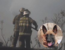 Con el entrenamiento adecuado, el olfato canino no solo localiza personas, también identifica sustancias peligrosas, como gases, alertando a los rescatistas de posibles amenazas. ESPECIAL/ EL INFORMADOR/ Gobierno de Zapopan