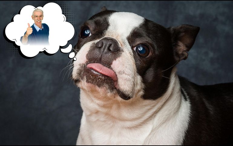 El Boston terrier, una raza de pelo corto y mantenimiento sencillo, se adaptan bien a departamentos o casas pequeñas y disfrutan de la compañía sin demandar largas sesiones de ejercicio. ESPECIAL / CANVA