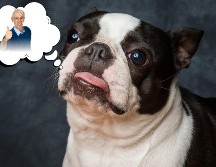 El Boston terrier, una raza de pelo corto y mantenimiento sencillo, se adaptan bien a departamentos o casas pequeñas y disfrutan de la compañía sin demandar largas sesiones de ejercicio. ESPECIAL / CANVA