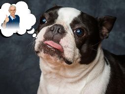 El Boston terrier, una raza de pelo corto y mantenimiento sencillo, se adaptan bien a departamentos o casas pequeñas y disfrutan de la compañía sin demandar largas sesiones de ejercicio. ESPECIAL / CANVA