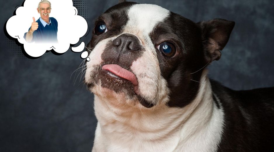 El Boston terrier, una raza de pelo corto y mantenimiento sencillo, se adaptan bien a departamentos o casas pequeñas y disfrutan de la compañía sin demandar largas sesiones de ejercicio. ESPECIAL / CANVA