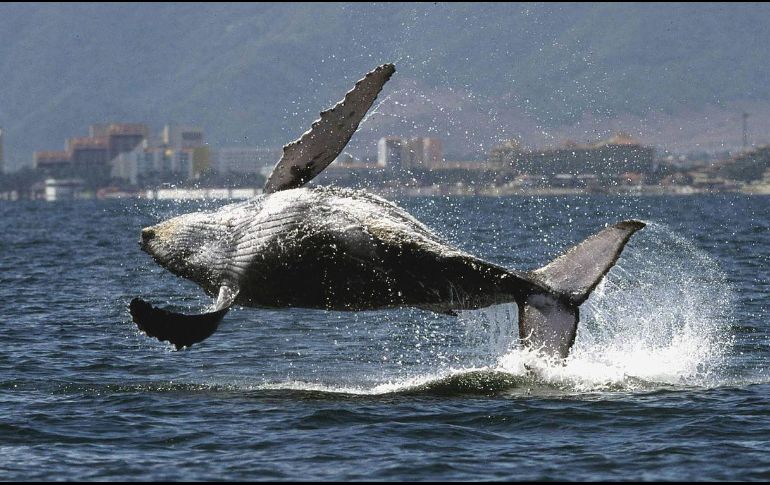 Se espera un incremento considerable en el número de ballenas hacia el mes de abril, cuando la temporada se aproxima a su cierre. AFP/ARCHIVO
